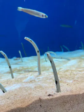 仙台うみの杜水族館に投稿された画像（2022/1/9）