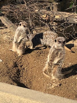 東武動物公園に投稿された画像（2022/1/9）