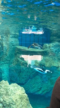 京都水族館に投稿された画像（2022/1/9）