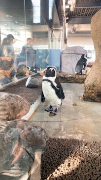 京都水族館に投稿された画像（2022/1/9）