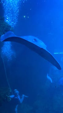 京都水族館に投稿された画像（2022/1/9）