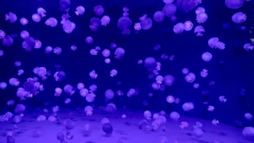 京都水族館に投稿された画像（2022/1/9）