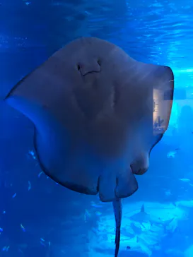 横浜・八景島シーパラダイスに投稿された画像（2022/1/9）