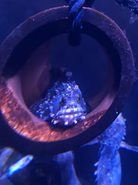 横浜・八景島シーパラダイスに投稿された画像（2022/1/9）