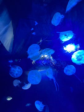 サンシャイン水族館に投稿された画像（2022/1/9）