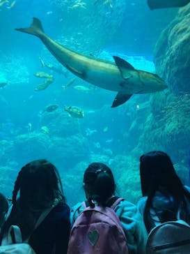 新江ノ島水族館に投稿された画像（2022/1/9）