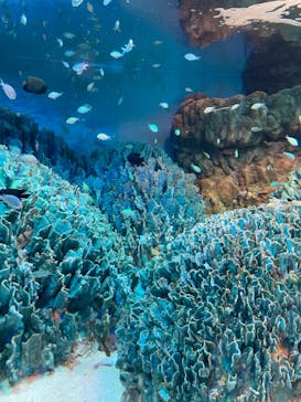 サンシャイン水族館に投稿された画像（2022/1/9）