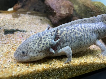 サンシャイン水族館に投稿された画像（2022/1/9）