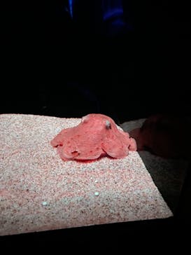 サンシャイン水族館に投稿された画像（2022/1/9）