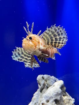 サンシャイン水族館に投稿された画像（2022/1/9）