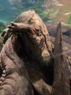 京都水族館に投稿された画像（2022/1/9）