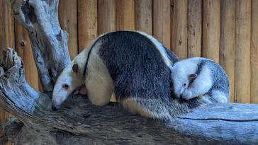 神戸どうぶつ王国に投稿された画像（2022/1/9）