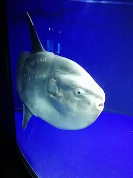 サンシャイン水族館に投稿された画像（2022/1/9）