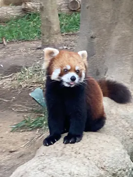 神戸どうぶつ王国に投稿された画像（2022/1/9）