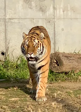 天王寺動物園に投稿された画像（2022/1/9）