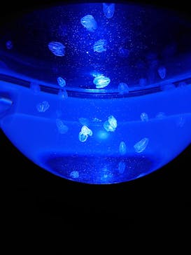 サンシャイン水族館に投稿された画像（2022/1/9）