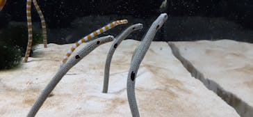 京都水族館に投稿された画像（2022/1/9）