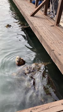 串本海中公園水族館に投稿された画像（2022/1/9）