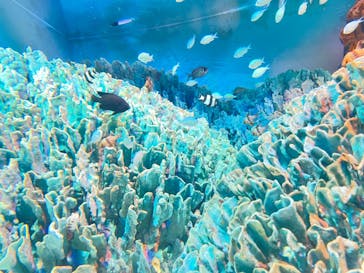 サンシャイン水族館に投稿された画像（2022/1/9）