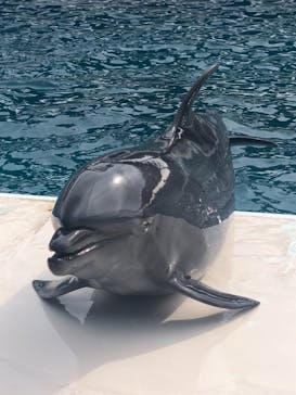 鴨川シーワールドに投稿された画像（2022/1/9）