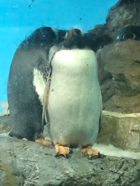 鴨川シーワールドに投稿された画像（2022/1/9）