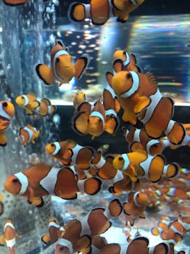 鴨川シーワールドに投稿された画像（2022/1/9）