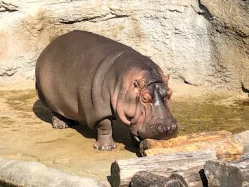 天王寺動物園に投稿された画像（2022/1/9）