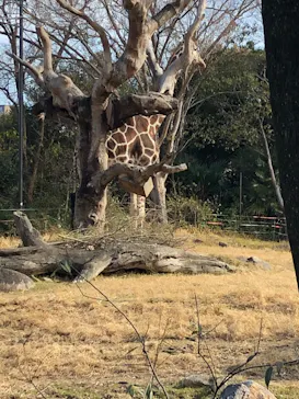 天王寺動物園に投稿された画像（2022/1/9）