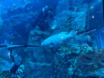 大分マリーンパレス水族館 「うみたまご」に投稿された画像（2022/1/9）