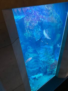 大分マリーンパレス水族館 「うみたまご」に投稿された画像（2022/1/9）