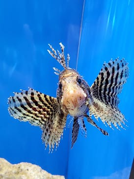 しながわ水族館に投稿された画像（2022/1/9）