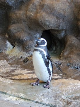 しながわ水族館に投稿された画像（2022/1/9）