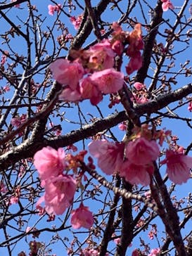 土肥金山に投稿された画像（2022/1/9）