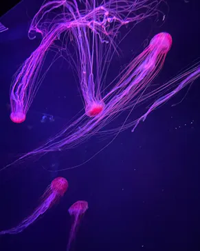 すみだ水族館に投稿された画像（2022/1/9）