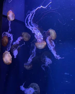 すみだ水族館に投稿された画像（2022/1/9）