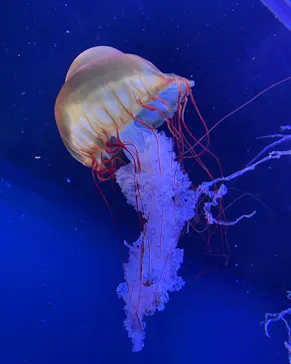 すみだ水族館に投稿された画像（2022/1/9）