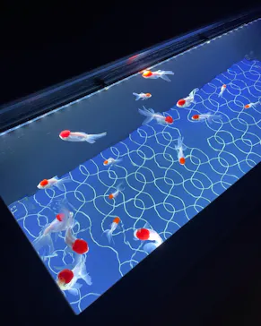 すみだ水族館に投稿された画像（2022/1/9）