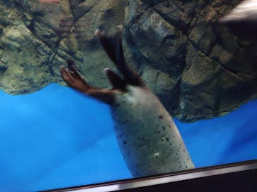 新江ノ島水族館に投稿された画像（2022/1/9）