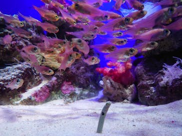 新江ノ島水族館に投稿された画像（2022/1/9）