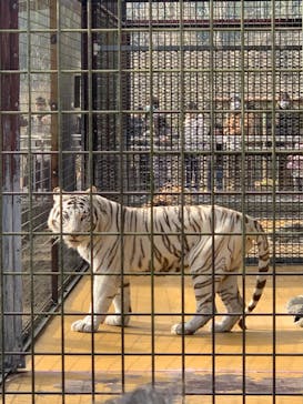 秋吉台自然動物公園 サファリランドに投稿された画像（2022/1/9）