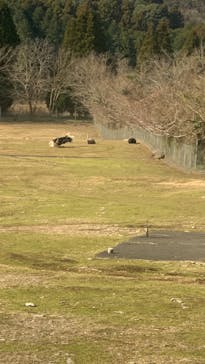 秋吉台自然動物公園 サファリランドに投稿された画像（2022/1/9）