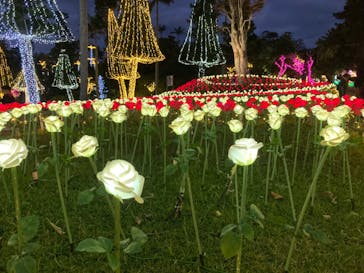 美らヤシパークオキナワ・東南植物楽園に投稿された画像（2022/1/9）
