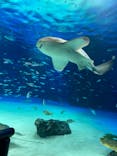 サンシャイン水族館に投稿された画像（2022/1/10）