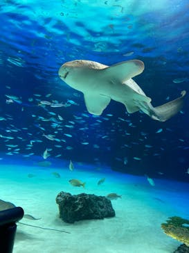 サンシャイン水族館に投稿された画像（2022/1/9）