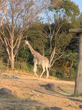 天王寺動物園に投稿された画像（2022/1/9）
