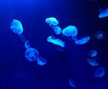 サンシャイン水族館に投稿された画像（2022/1/10）