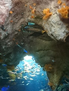 サンシャイン水族館に投稿された画像（2022/1/10）