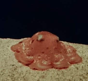 サンシャイン水族館に投稿された画像（2022/1/10）