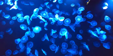 すみだ水族館に投稿された画像（2022/1/10）