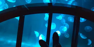 すみだ水族館に投稿された画像（2022/1/10）